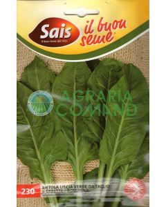 Acelga verde