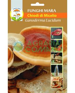 ganoderma lucidum uñas