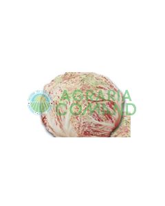 SEMILLA DE ACHICORIA ABIGARRADA CASTELFRANCO DI LUSIA GR. 50 PRECOCE formato calibrado