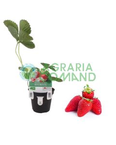 Planta de fresa Aromas