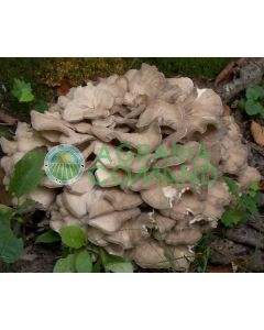 Micelio fresco de seta Maitake botella lt.2,5