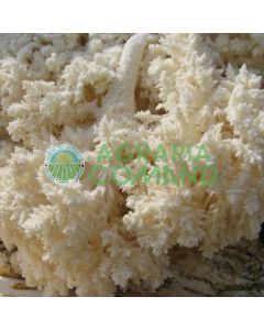 Micelio de Hericium