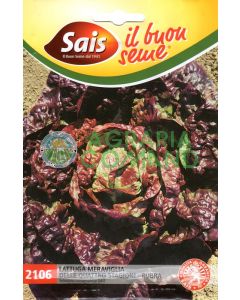 Lechuga rubra 4 estaciones