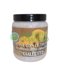 Tarro de micelio de Pleurotus Cornucopiae
