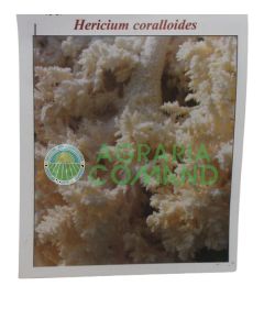 Uñas de micelio Hericium Coralloides 20 uds.