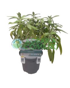 Planta de salvia piñonera o Elegans