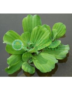 Planta flotante de lechuga de agua