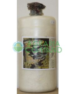 micelio fresco de pleurotus