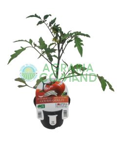 Tomatera corazón goloso