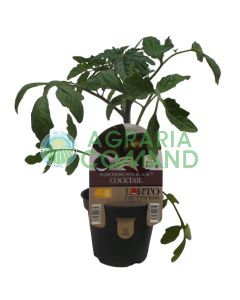 Cóctel Plant Sun Black