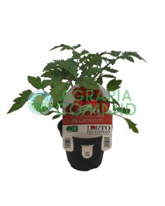 Tomatera Piccadilly