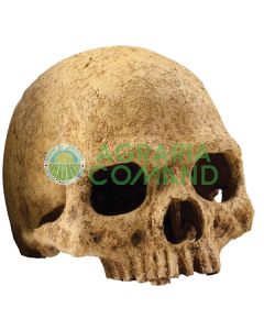 CALAVERA PRIMIGENIA