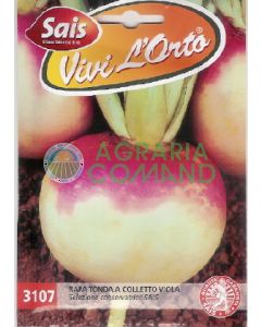 NABO REDONDO DE CUELLO MORADO