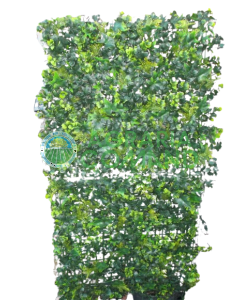 Siepe Borneo