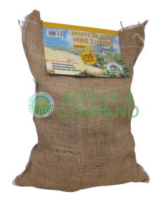 semilla de patata germinada