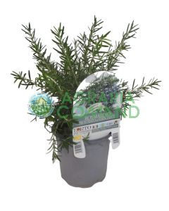 Rosemary