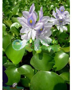 EICHORNIA CRASSIPES jacinto de agua