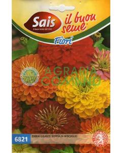 Zinnia doble gigante en mezcla