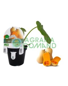 Planta de calabaza