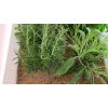 Plantas aromáticas en el desierto thumbnail