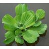 Planta flotante de lechuga de agua thumbnail