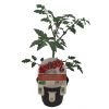 Tomate cherry thumbnail