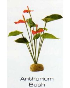 ANTHURIUM BUSH - PLANTAS DE LA SELVA TROPICAL
