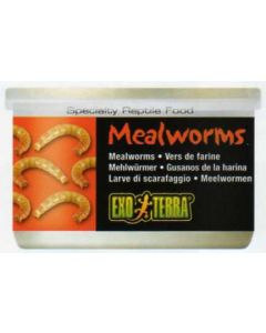 GUSANOS DE LA HARINA 34 G / 1.2 ONZAS - GUSANOS DE LA HARINA