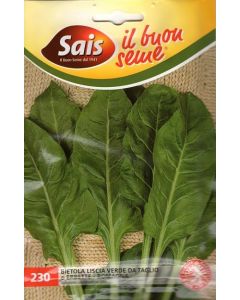 Acelga verde
