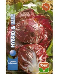CHICORY BOLA ROJA 2 sel. Pinta COLECCIÓN ESPECIAL