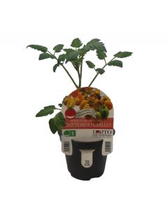 Tomate Datterino amarillo