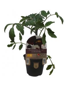 Cóctel Plant Sun Black