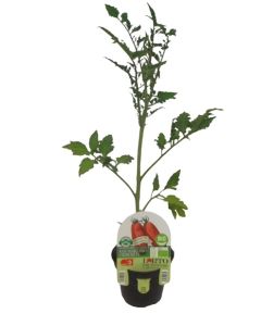 Tomate San Marzano Uriburi