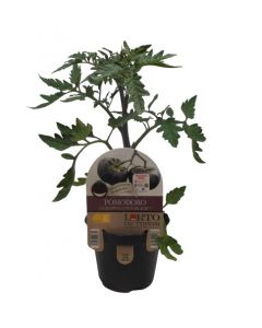 Tomate racimo negro sol