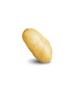 Semilla-patata-donald-pasta-amarilla