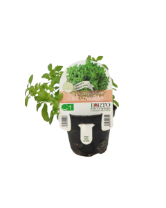 Bola de albahaca griega