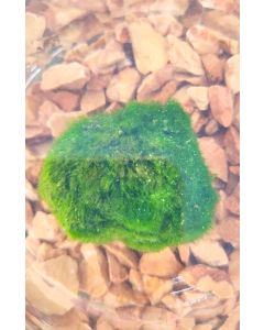 Algas Cladophora o Aegagropila linnaei o MArimo
