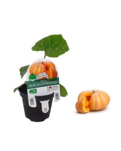 Calabaza moscatel de Provenza