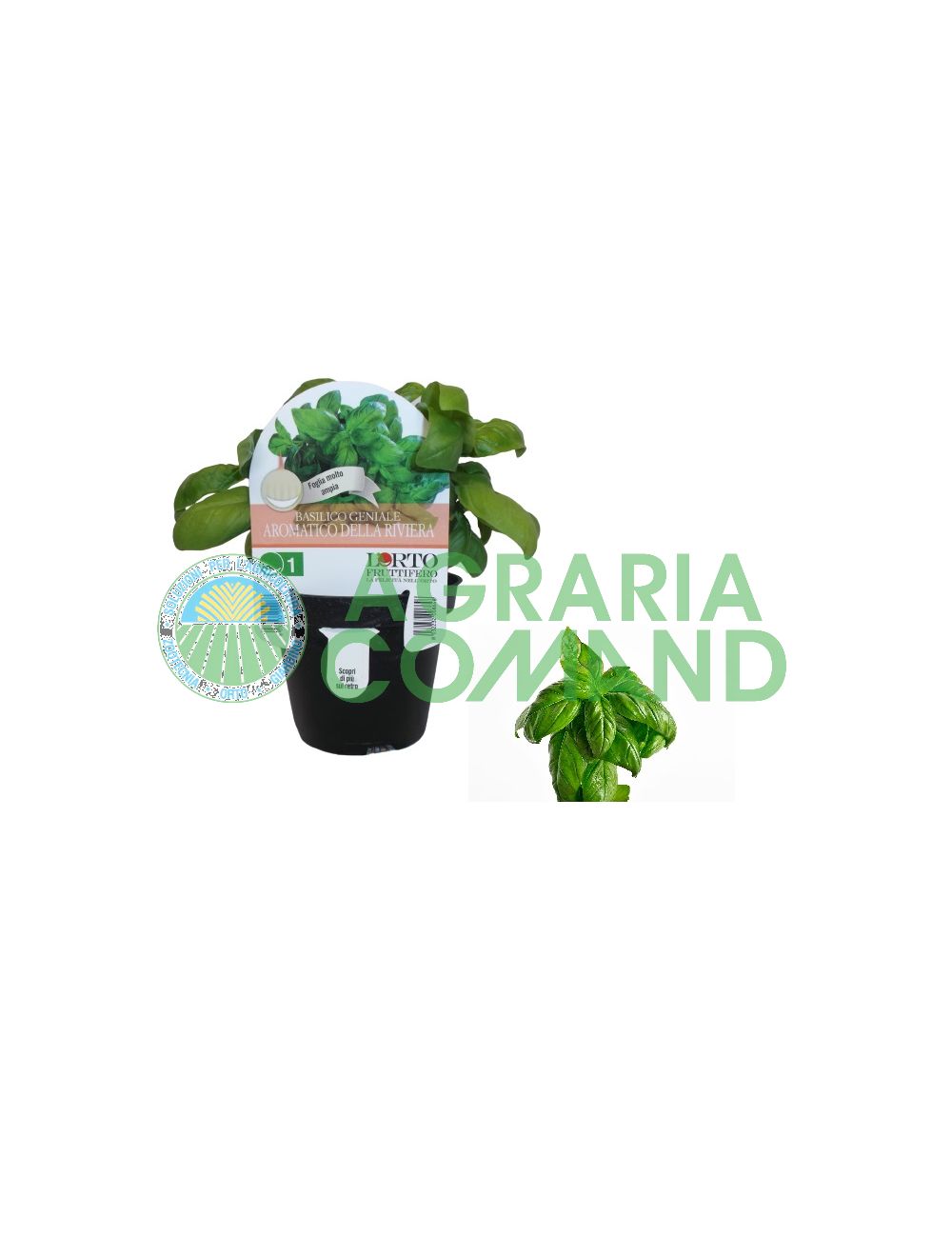 Geniale Planta aromática de albahaca de la Riviera Geniale Planta aromática de albahaca de la Riviera