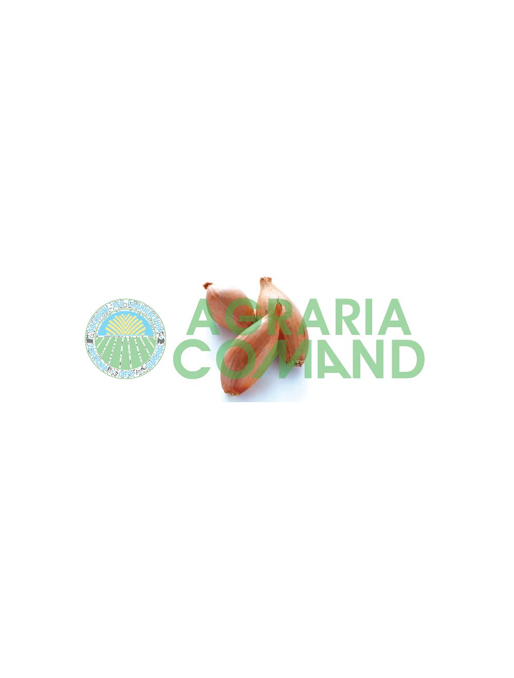 Semillas de chalotas