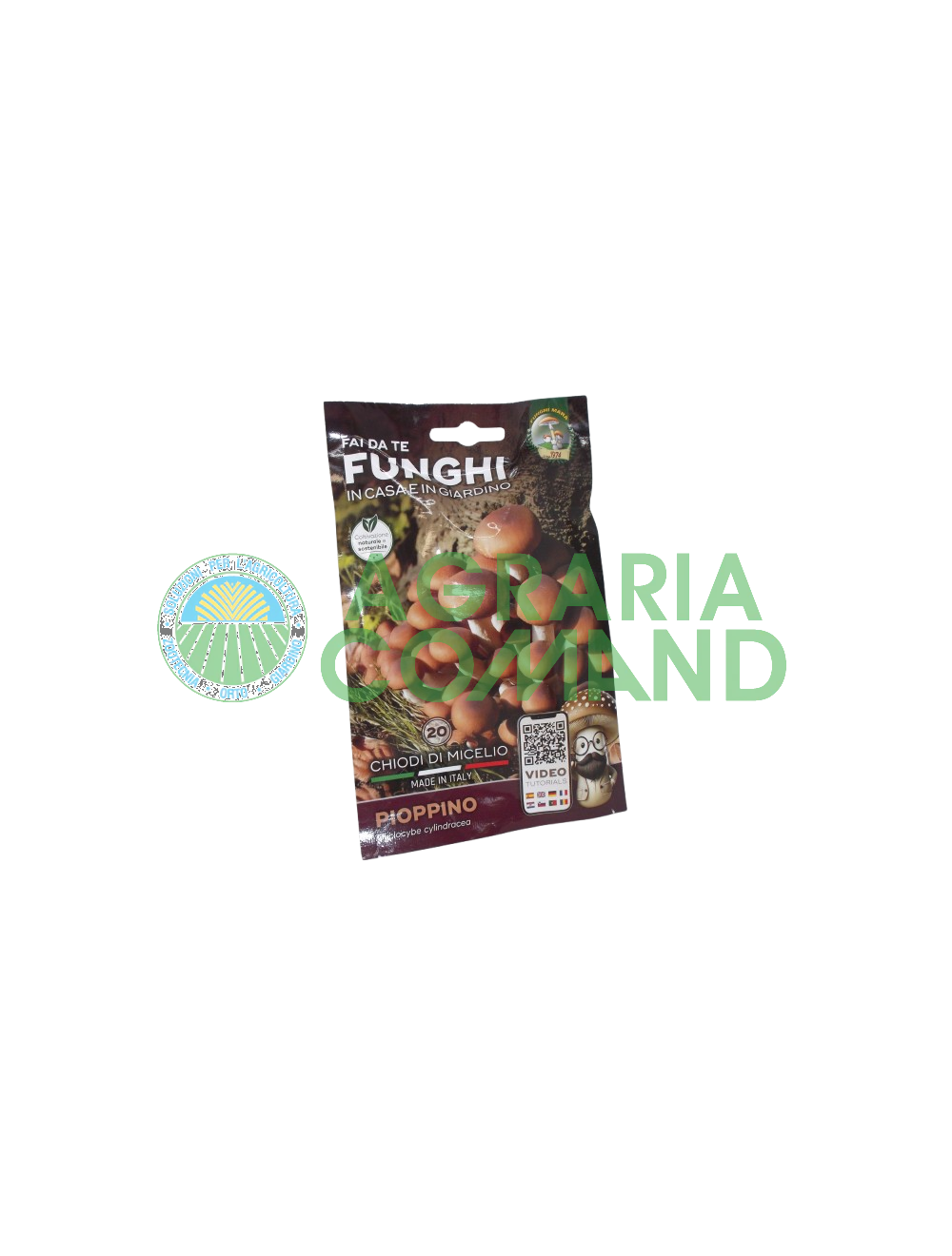 Setas de micelio de álamo Setas de mara Setas de micelio de álamo Setas de mara