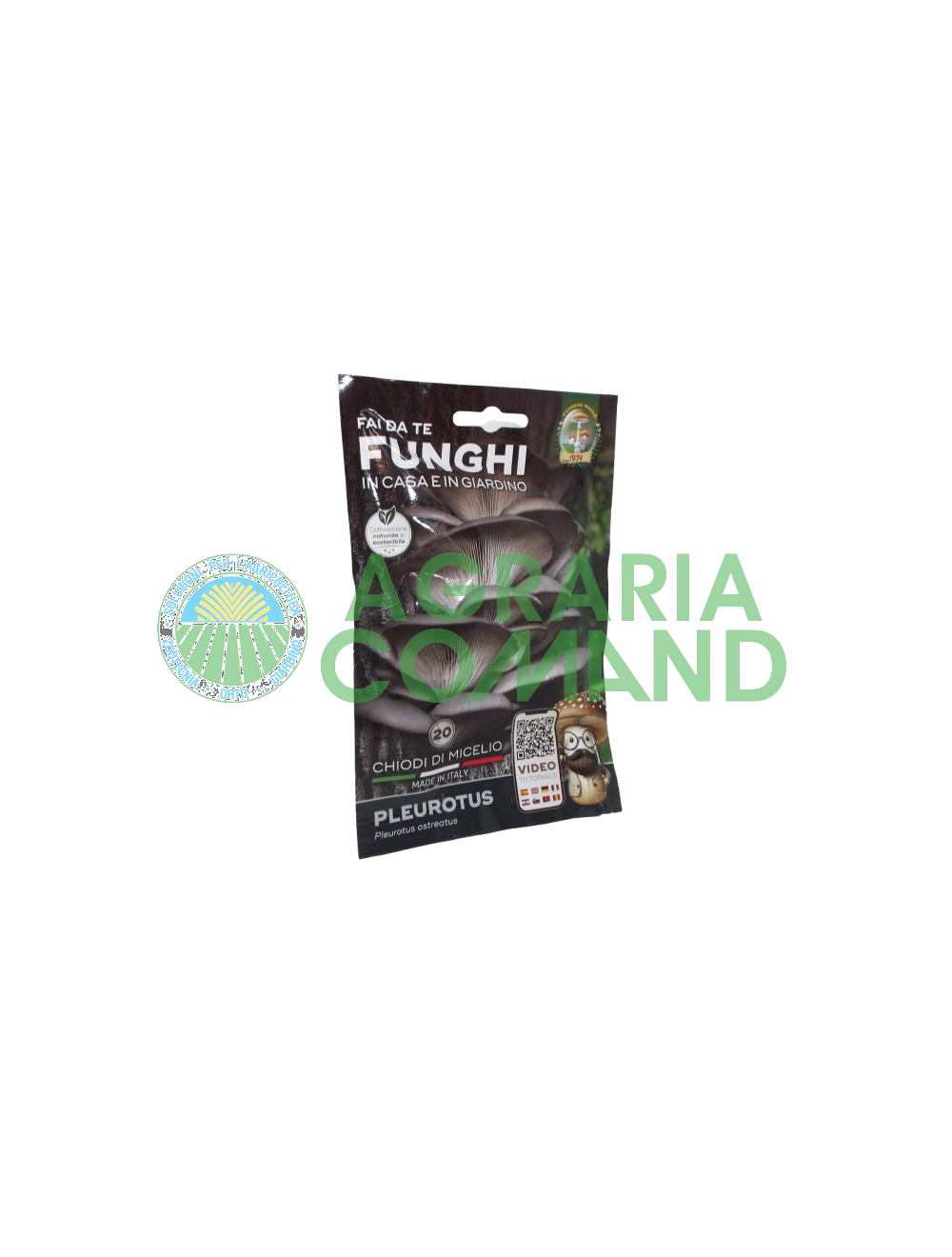 Micelio uñas Pleurotus setas Mara Micelio uñas Pleurotus setas Mara