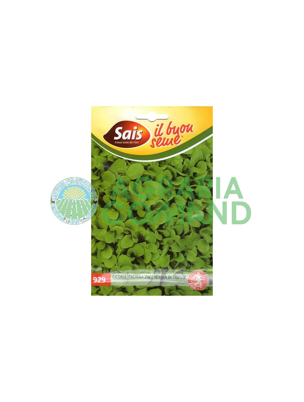 Achicoria cortada de Trieste Achicoria cortada de Trieste