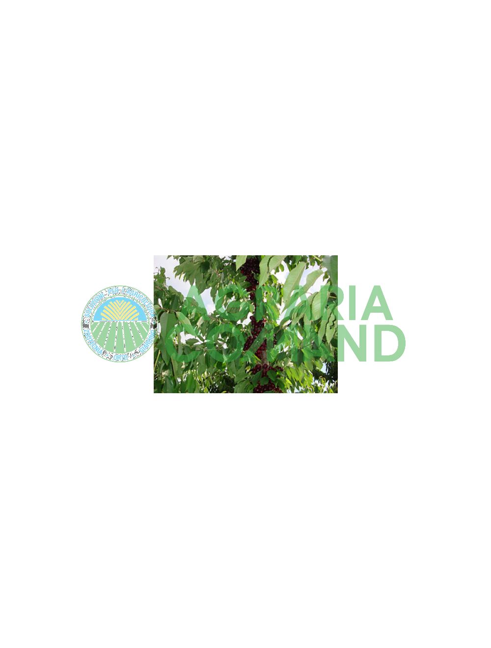 Cerezo_en_maceta Cerezo_en_maceta