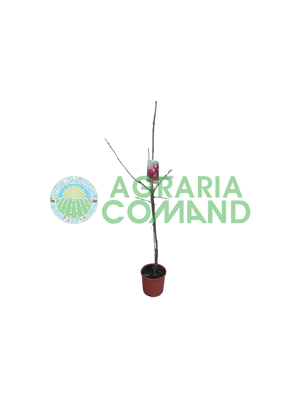 Planta chileigium New Star