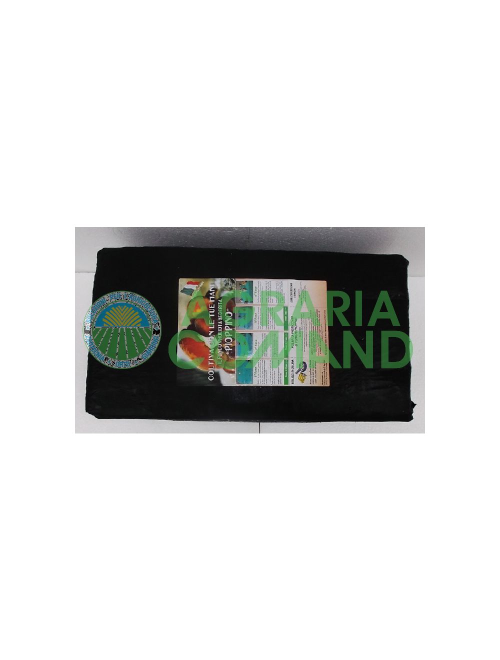 paca de setas de chopo paca de setas de chopo