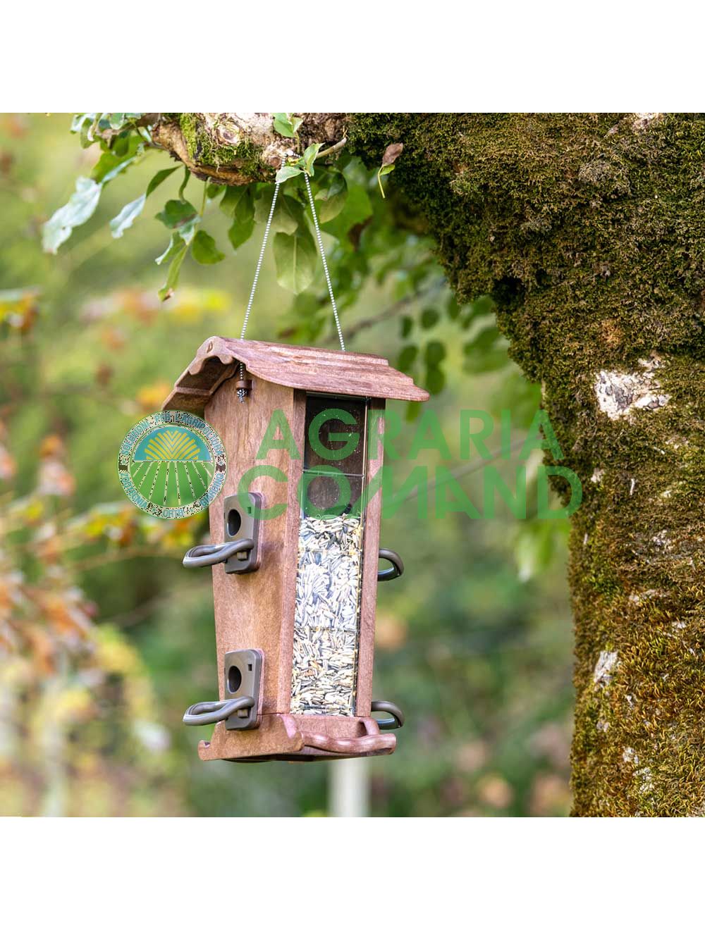 Mangoatoia jok 21 Mangoatoia jok 21