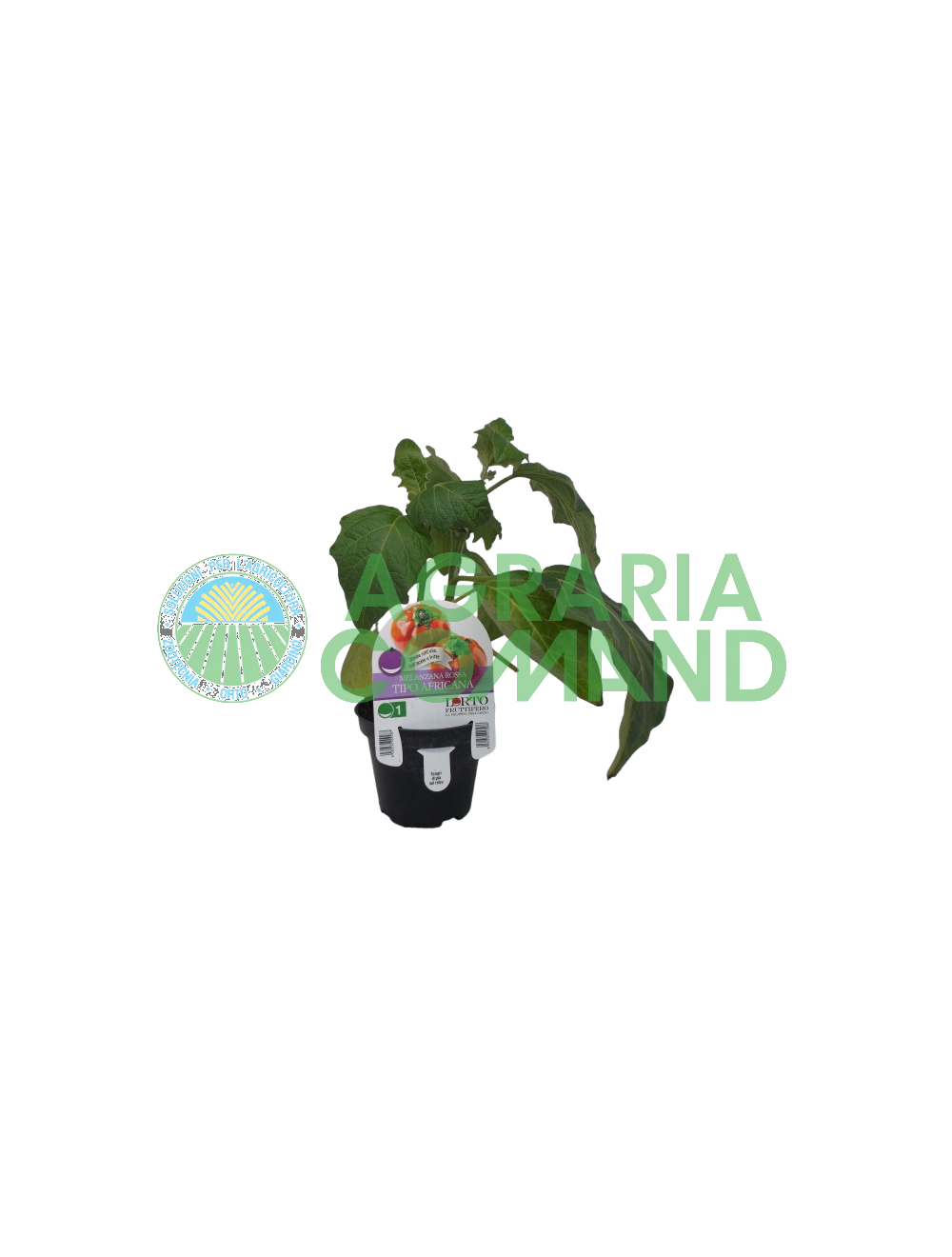 Berenjena roja tipo africano