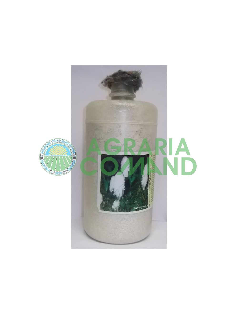 Micelio fresco Coprinus Micelio fresco Coprinus