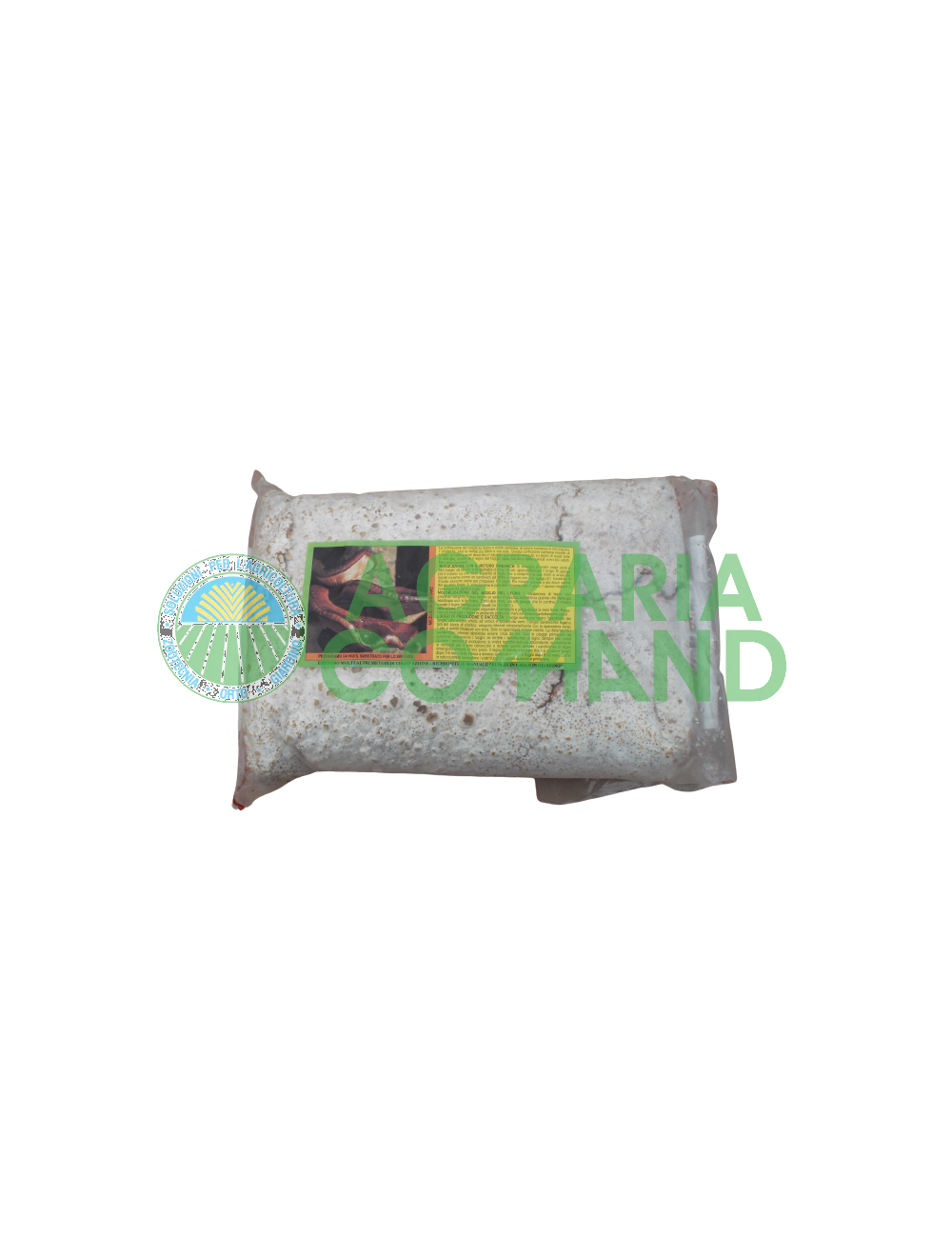 Micelio fresco de seta Shii Take